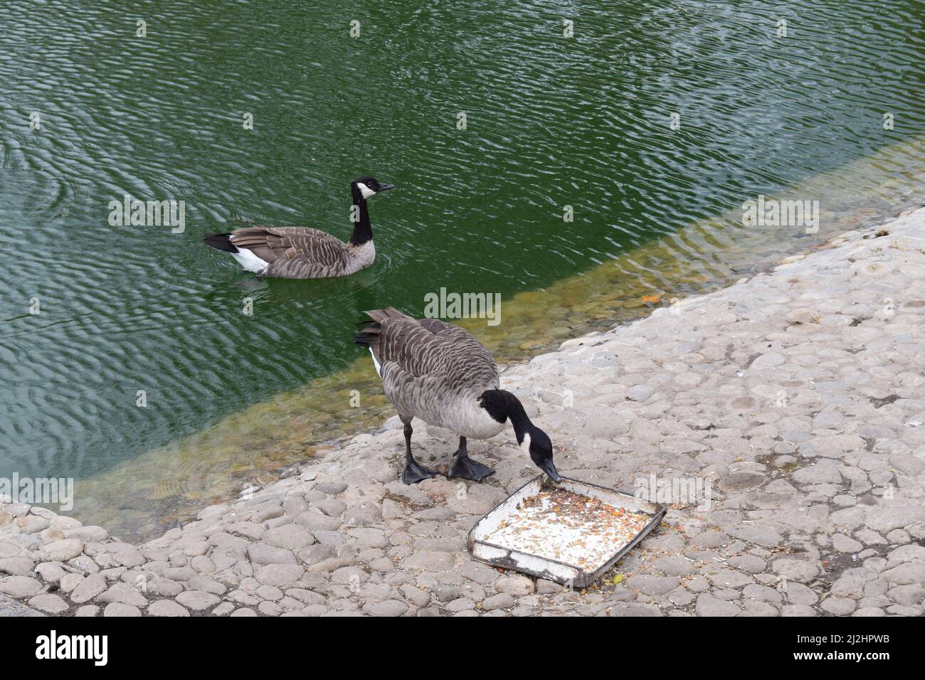 Canada gooses. Canada goose, Branta canadensis, bird on water and one bird is feeding Stock Photo