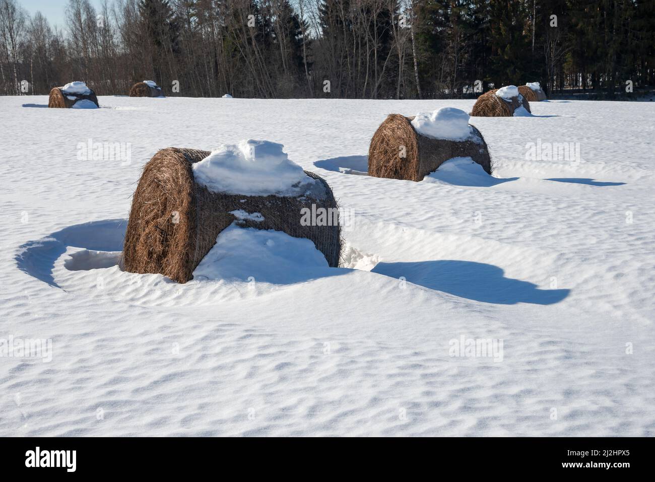 Field pasture hay rolls hi-res stock photography and images - Alamy