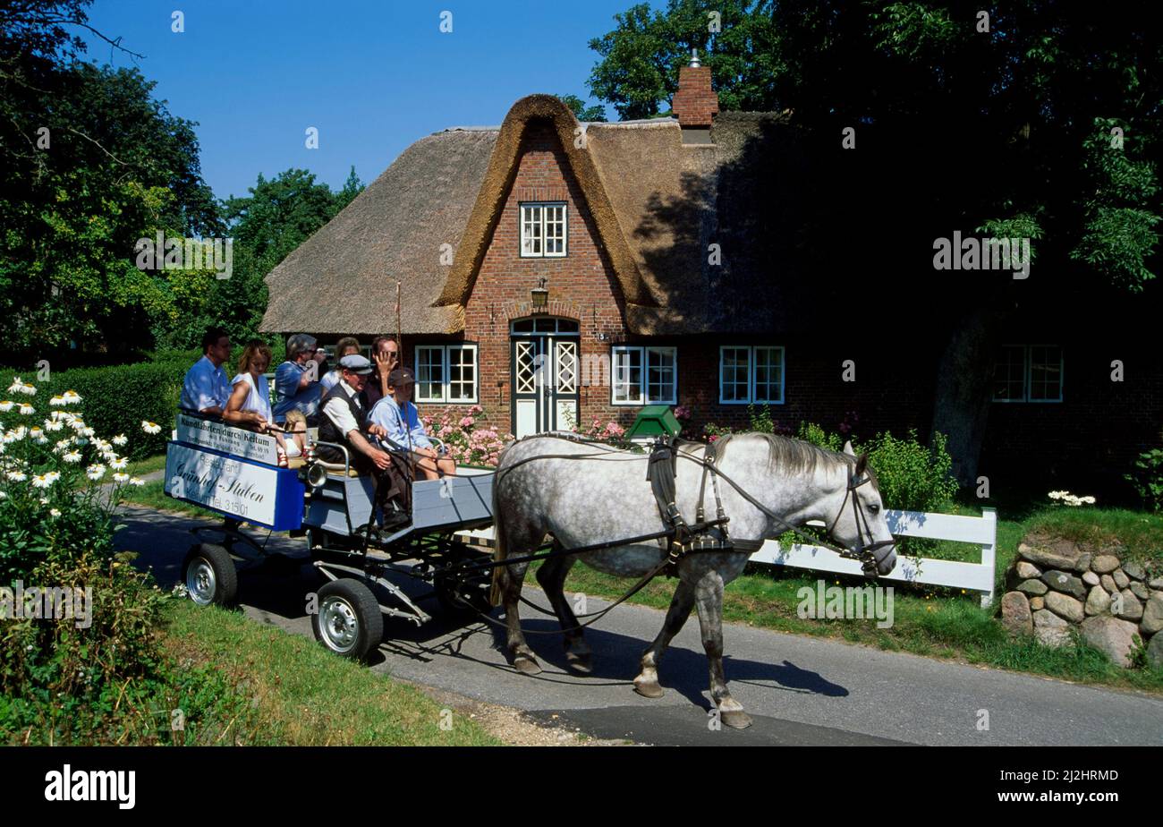 Kutschfahrt durch Keitum, horse carriage in Keitum, Sylt island, Schleswig-Holstein, Germany, Europe Stock Photo