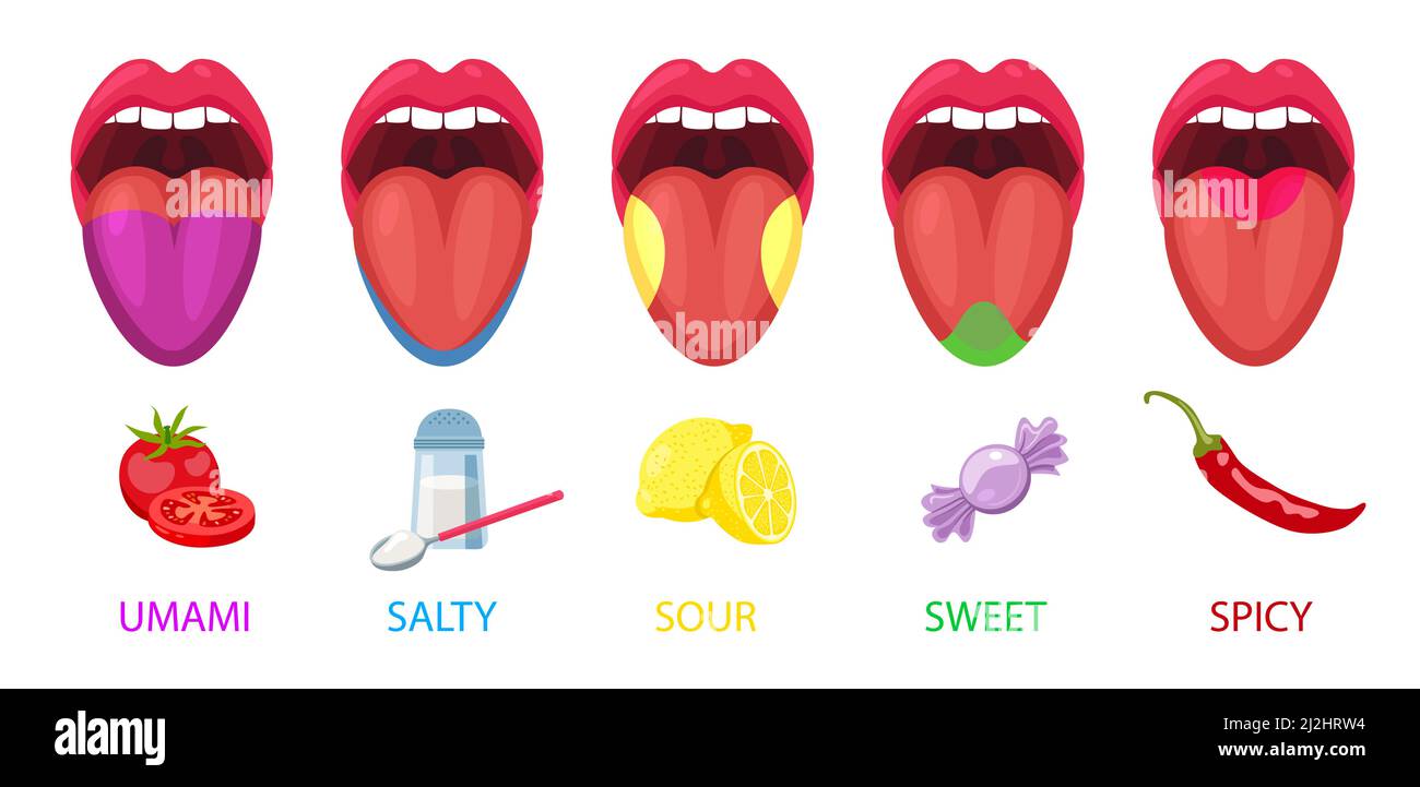 Five basic lingual areas such as umami, salty, sour, sweet, spicy cartoon vector illustration set.  Human mouths and tongue taste receptors isolated o Stock Vector