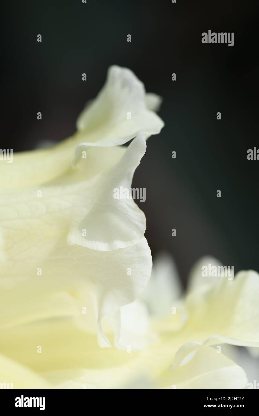 Macro image of a rhododendron in Castle Drogo Gardens Devon England Stock Photo