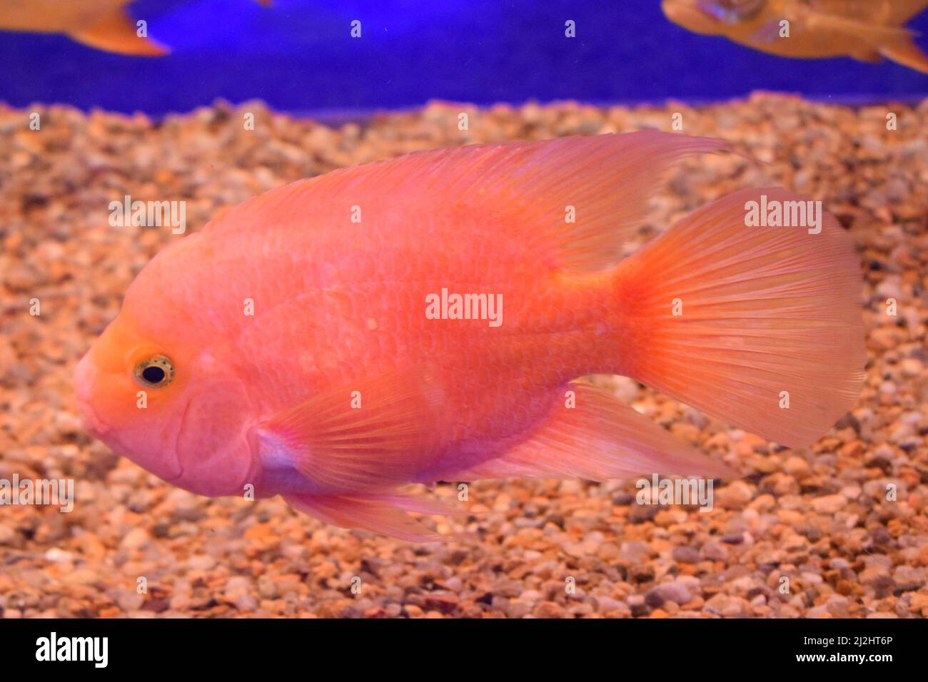 Red blood parrot cichlid are swimming in fish tank. it is a freshwater fish hybrid of the midas and the redhead cichlid. The Blood Parrot cichlid is a Stock Photo