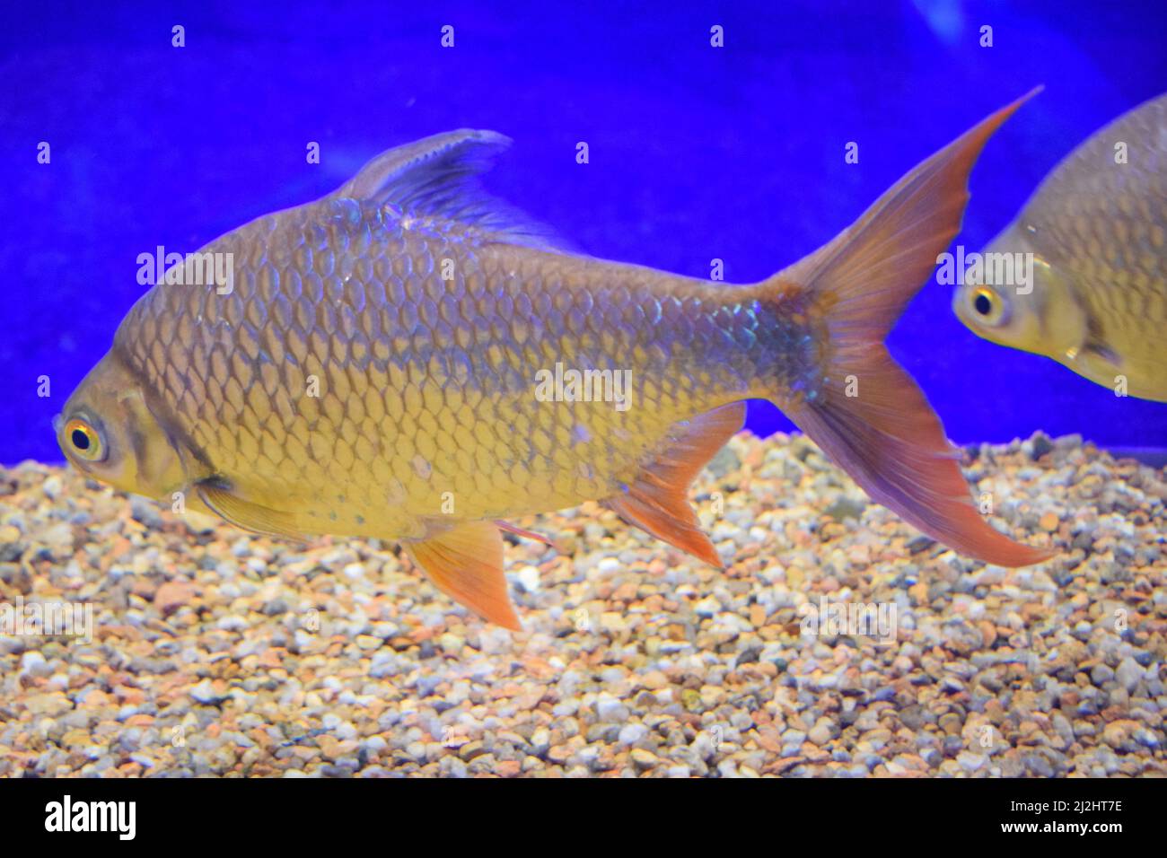 Tinfoil barb (Barbonymus schwanenfeldii). Freshwater fish. Stock Photo