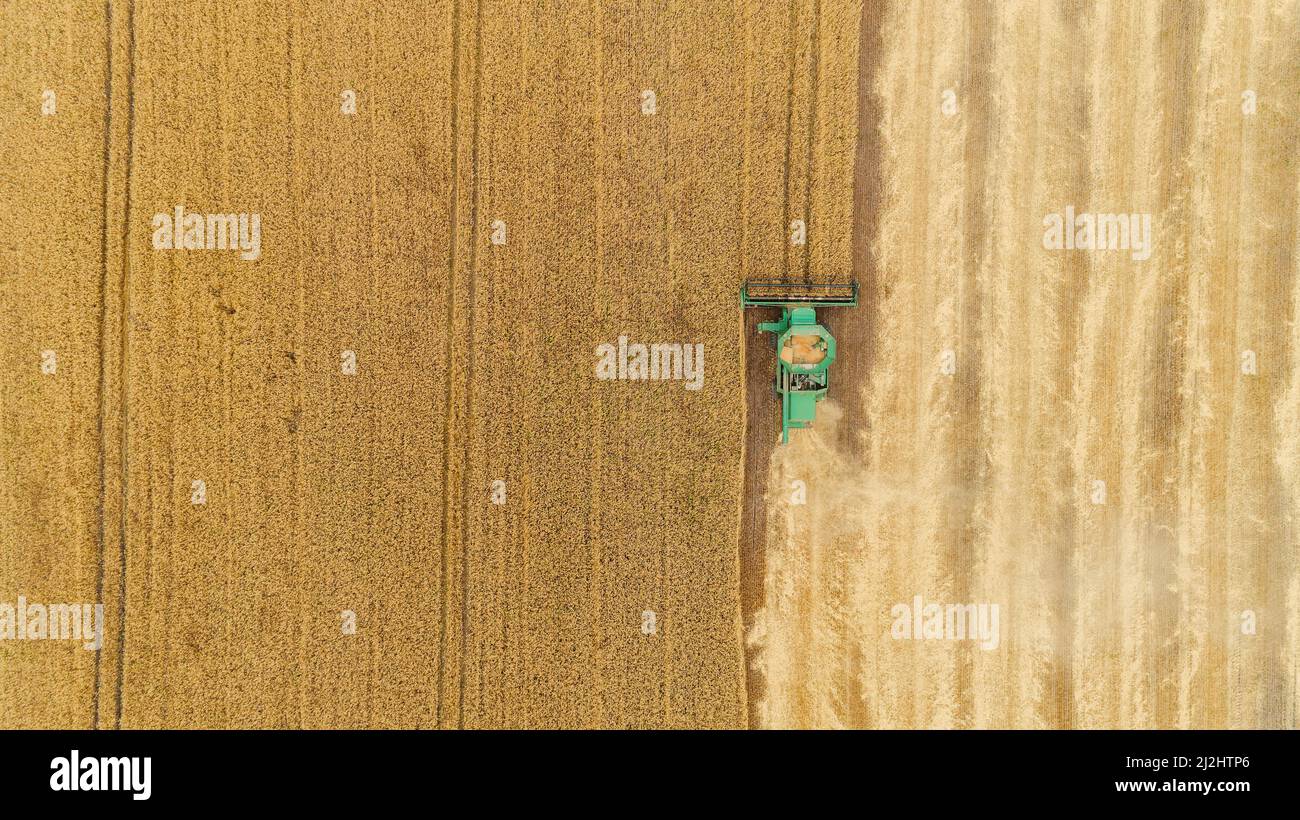 Aerial view combine harvester harvesting on the field Stock Photo - Alamy