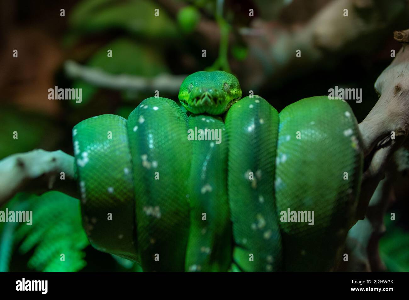 Emerald Tree boa (Corallus caninus) coiled in a tree very close up. A ...