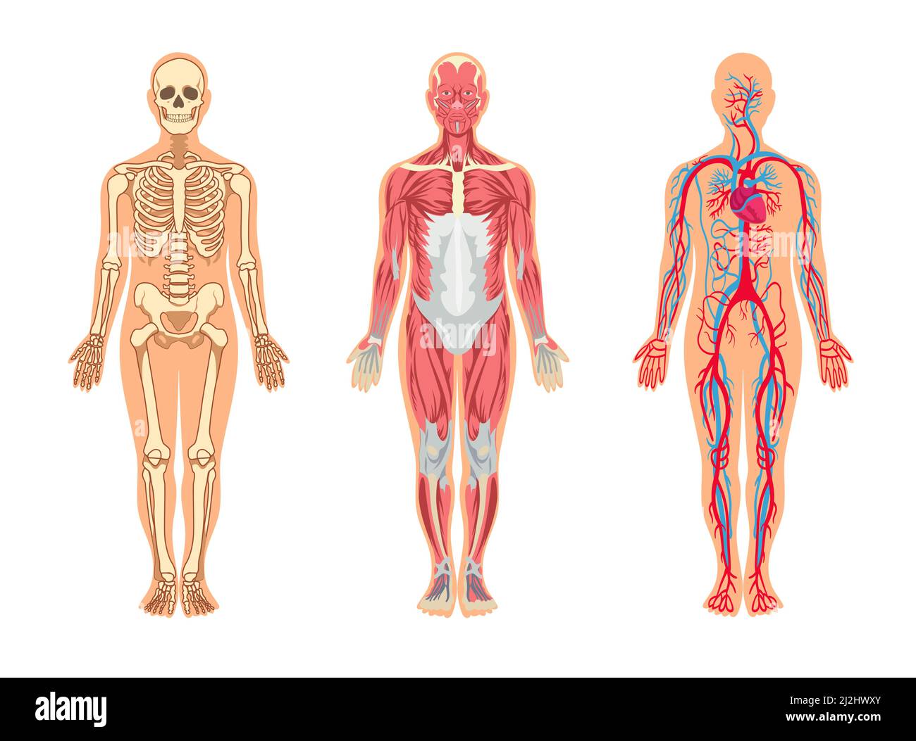 Muscles and bones in human body vector illustrations set. Cartoon man with skeleton and blood vessel structure, veins, arteries, muscular system, isol Stock Vector