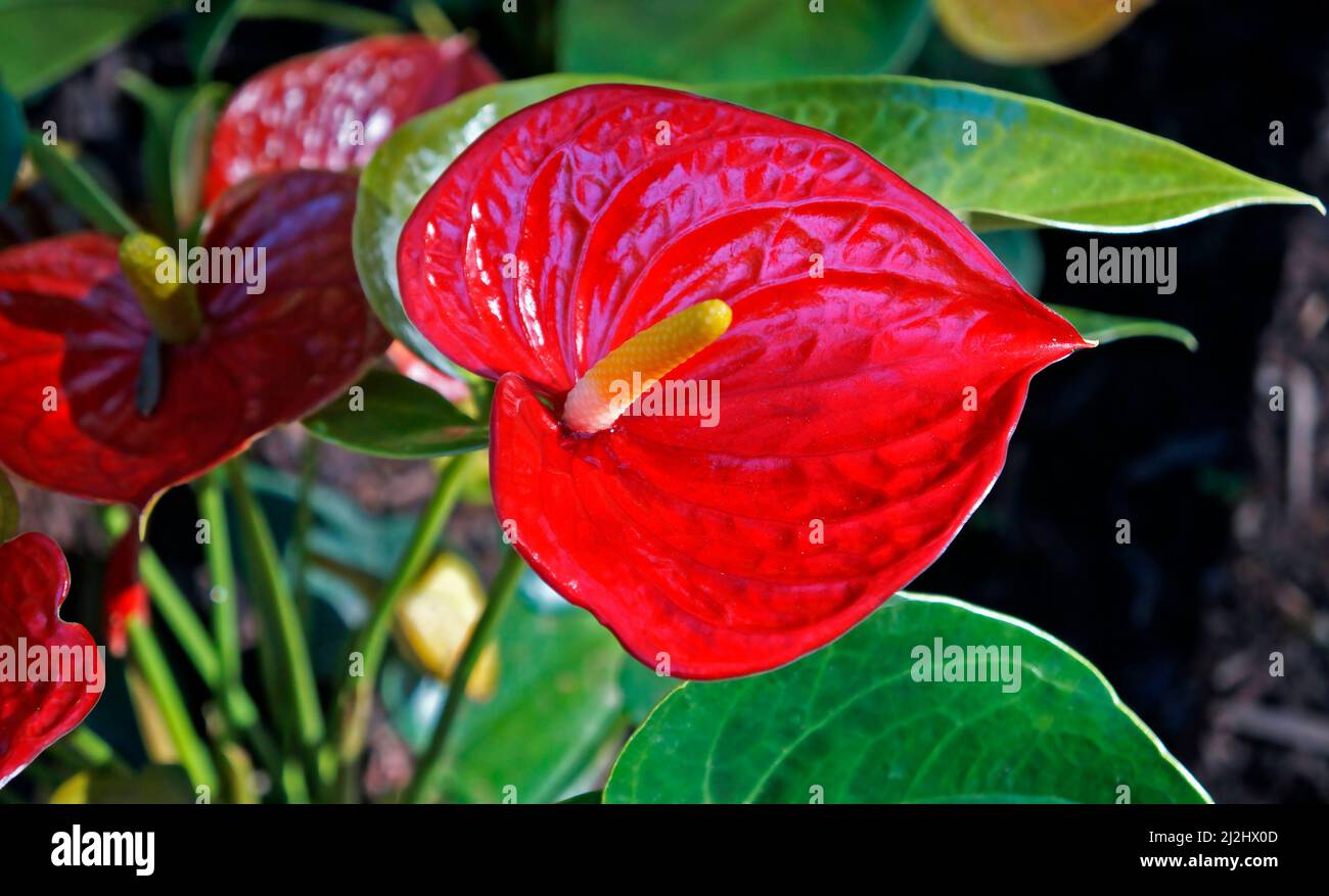 Red flamingo flower (Anthurium andraeanum) Stock Photo