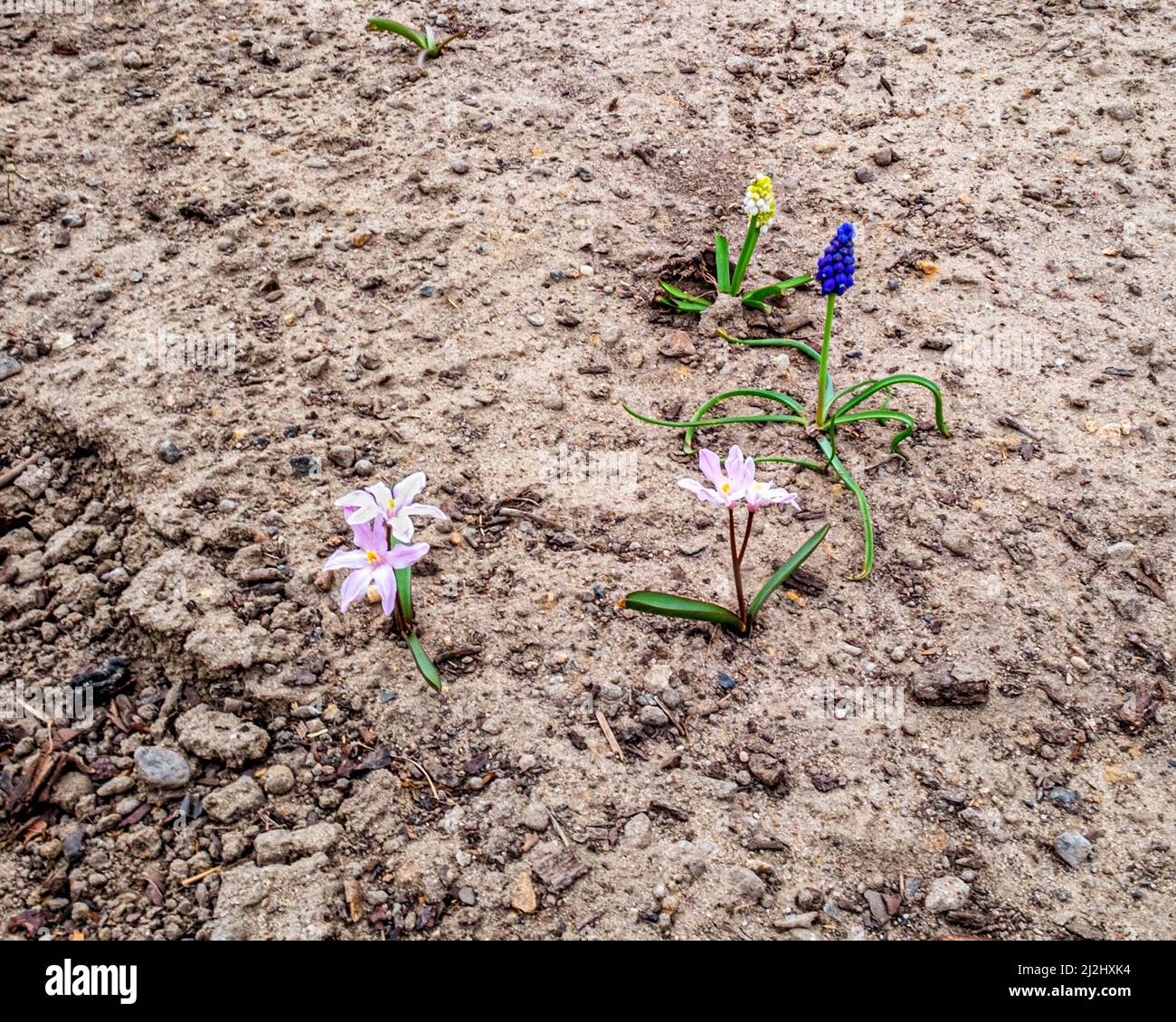 First blooms of Grape Hyacinths and crocuses in stony soil in early spring season Stock Photo