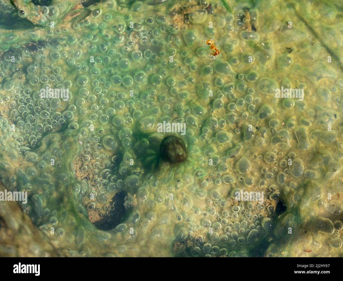 Water in puddles, weird looking green slimy bubbles pooled and still in