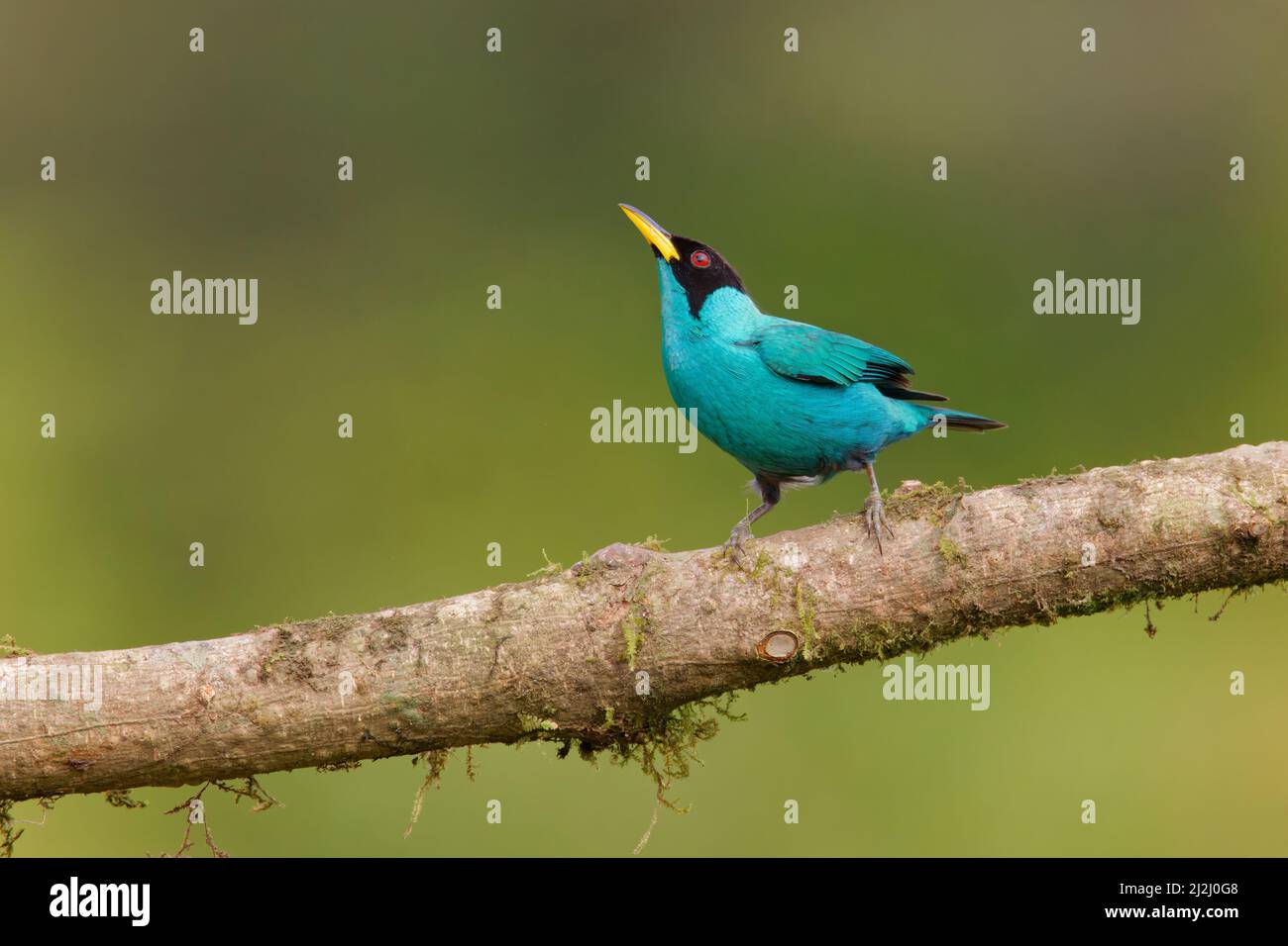Green Honeycreeper Male Chlorophanes Spiza Boco Tapada Costa Rica green-honeycreeper-male-chlorophanes-spiza-boco-tapada-costa-rica