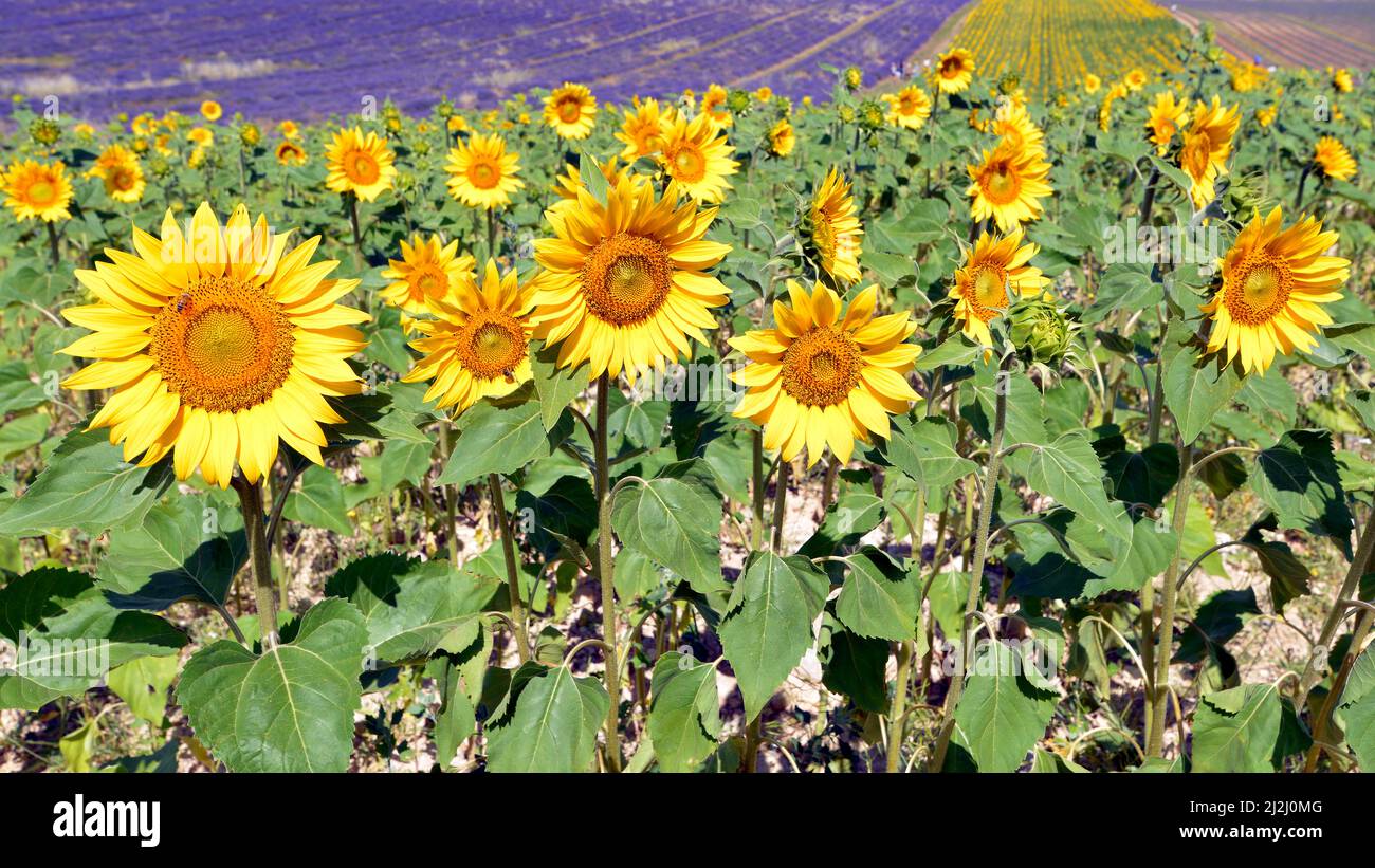 Sunflowers (Helianthus annuus) on the famous Valensole plateau, a commune in the Alpes-de-Haute-Provence department in southeastern France Stock Photo