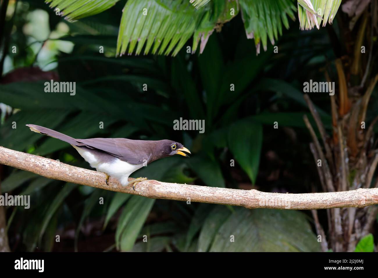 Brown Jay Psilorhinus morio Cartago Province, Costa Rica BI033608 Stock Photo