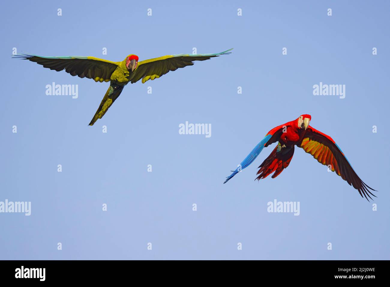 Great Green Macaw - in flight Ara ambiguous Sarapiqui, Costa Rica BI033670 Stock Photo