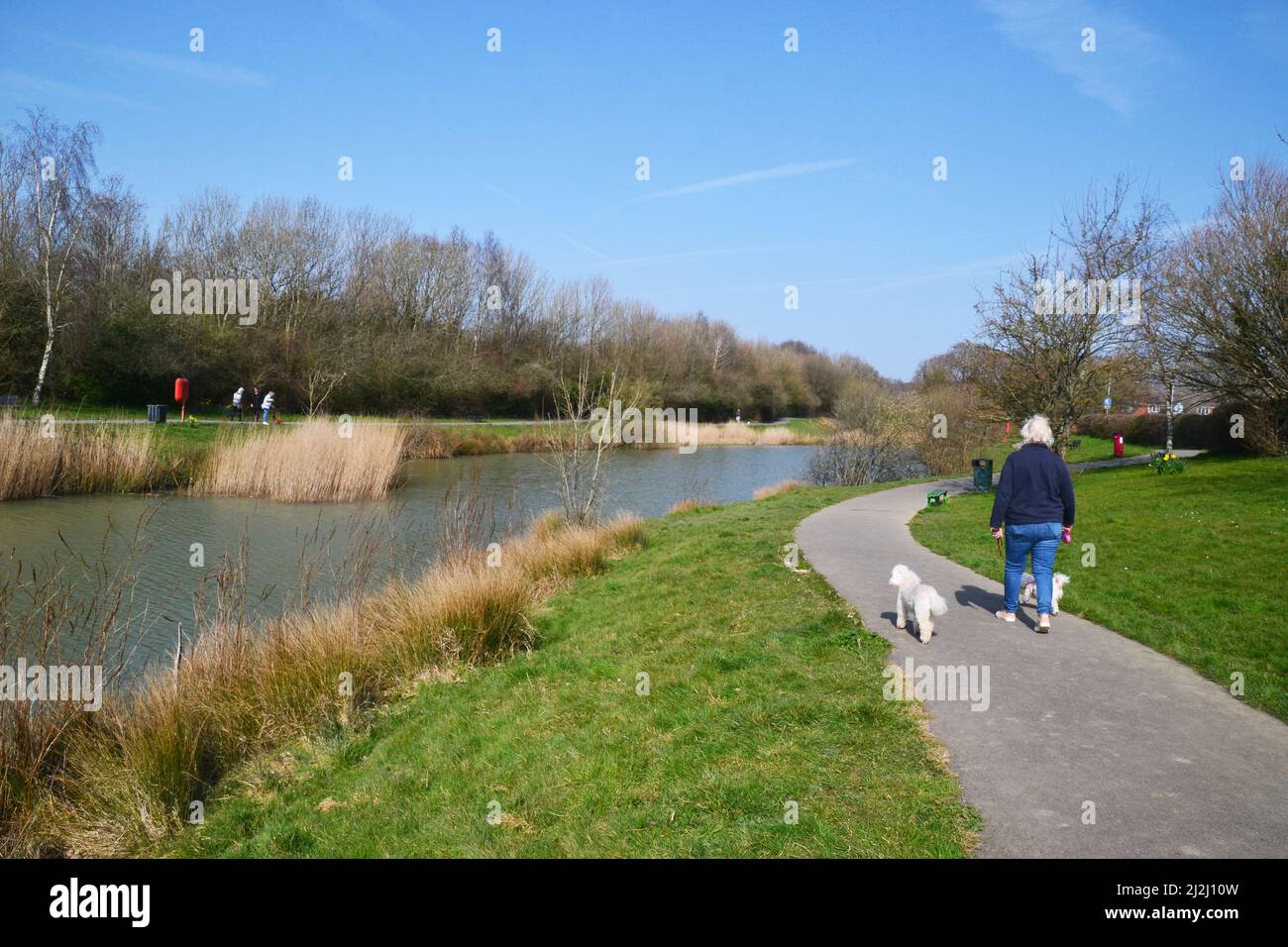 Lady walking her dog around the main lake in Hailsham Country Park, Hailsham, East Sussex, UK Stock Photo