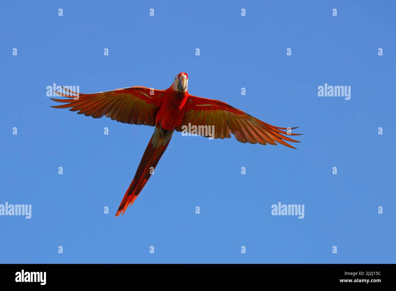 Scarlet Macaw  in flight Ara macao Tarcoles, Costa Rica BI033717 Stock Photo