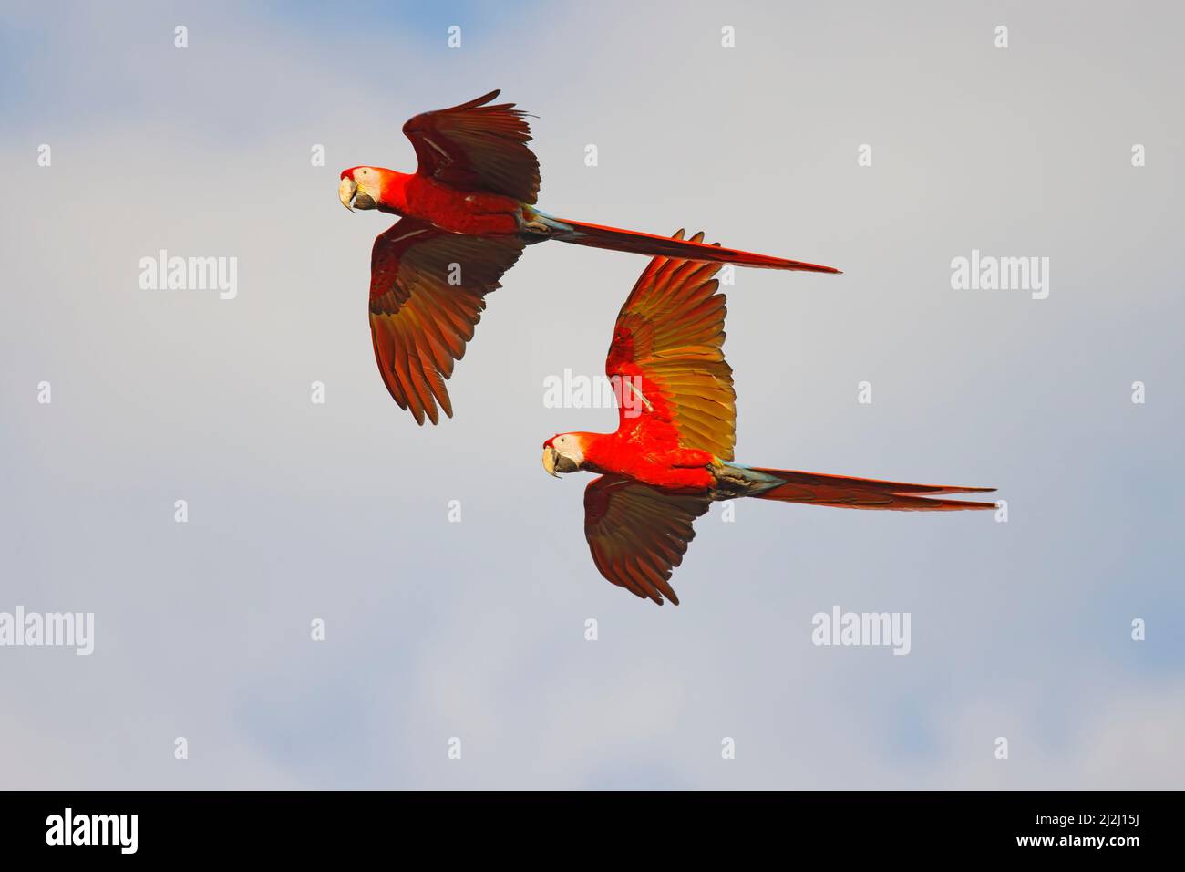Scarlet Macaw  pair in flight Ara macao Tarcoles, Costa Rica BI033728 Stock Photo