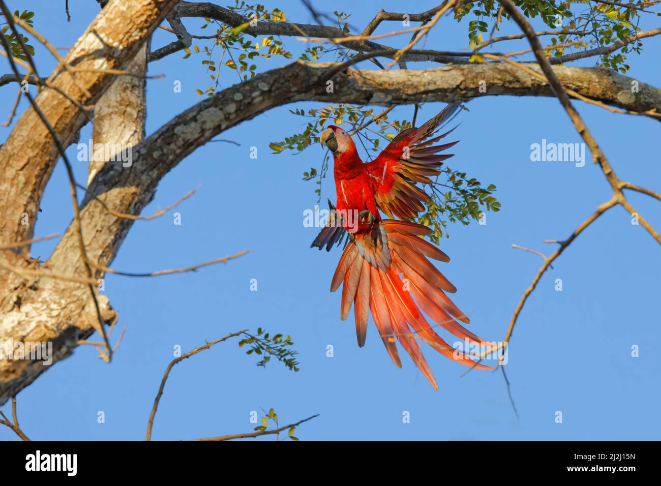 Scarlet Macaw  Coming in to land Ara macao Tarcoles, Costa Rica BI033743 Stock Photo