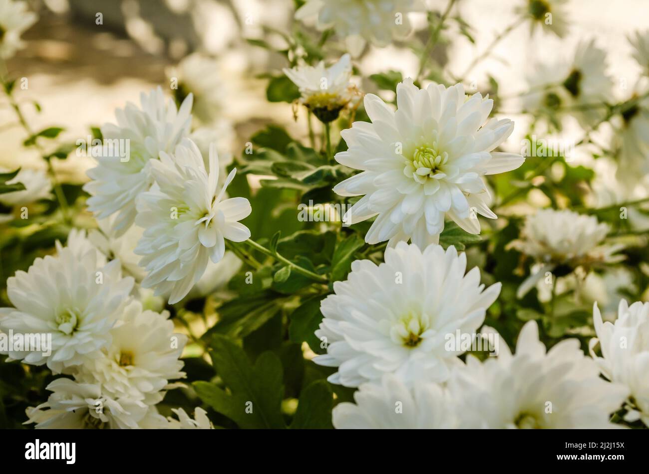 White chrysanthemum bud hi-res stock photography and images - Alamy