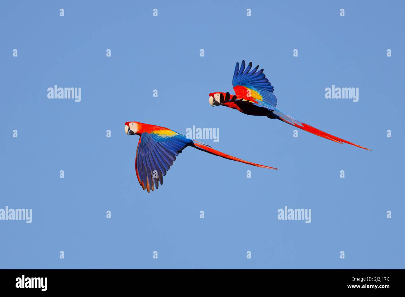 Scarlet Macaw  pair in flight Ara macao Sarapiqui, Costa Rica BI033744 Stock Photo