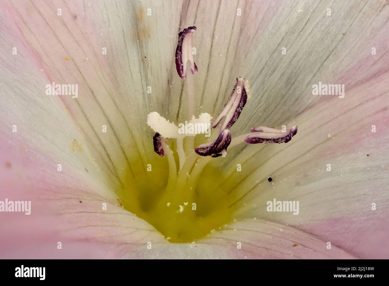 Field Bindweed (Convolvulus arvensis). Pistil and Stamens Closeup Stock