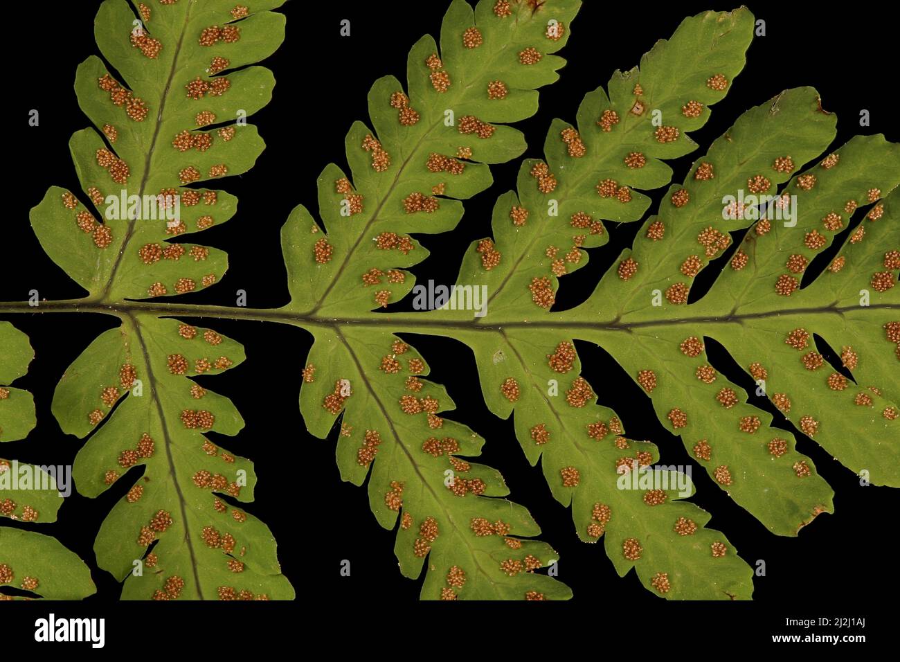 Oak Fern (Gymnocarpium dryopteris). Rachis and Pinnae Bases Closeup Stock Photo