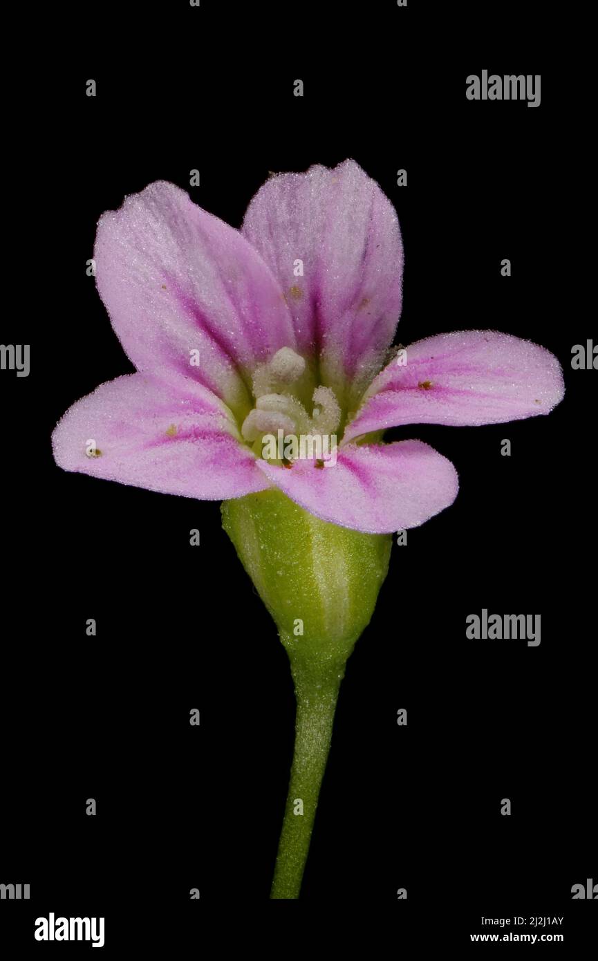 Annual Gypsophila (Psammophiliella muralis). Flower Closeup Stock Photo