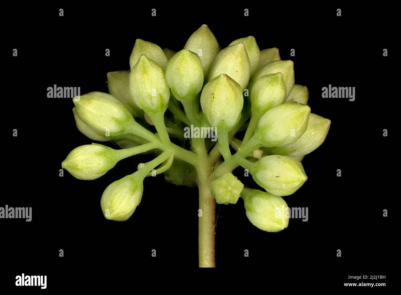 Grand Stonecrop (Hylotelephium maximum). Flower Buds Closeup Stock Photo
