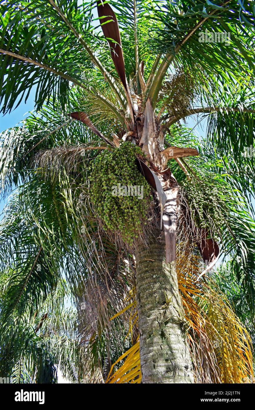 Yellow palm tree fruits (Syagrus romanzoffiana), Rio Stock Photo