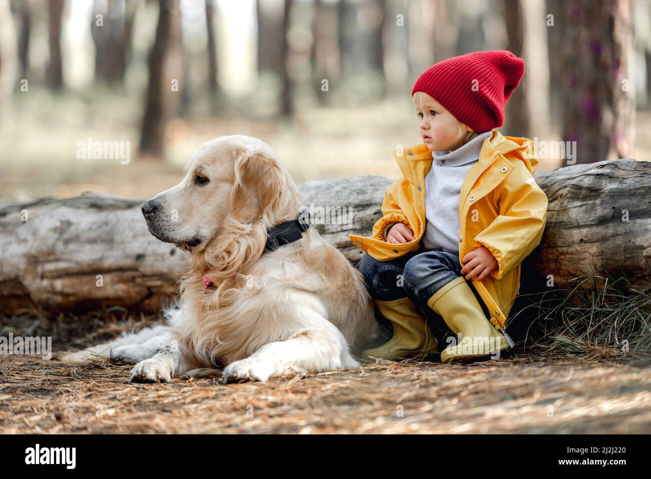 Little girl with golden retriever dog in the forest Stock Photo - Alamy