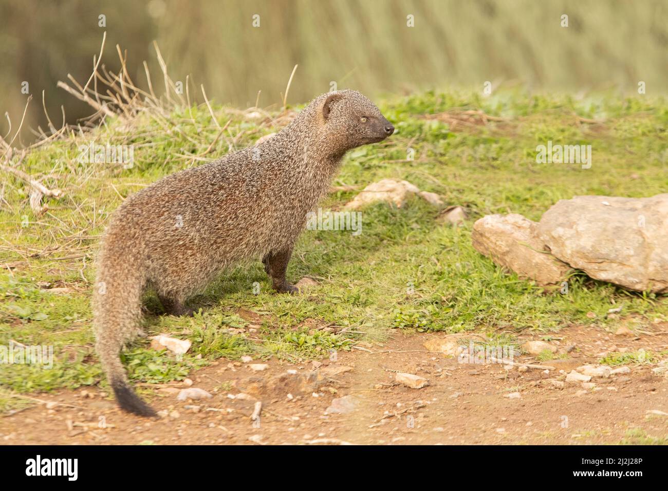Spanish Mongoose in a Mediterranean forest with the first light of the  morning Stock Photo - Alamy