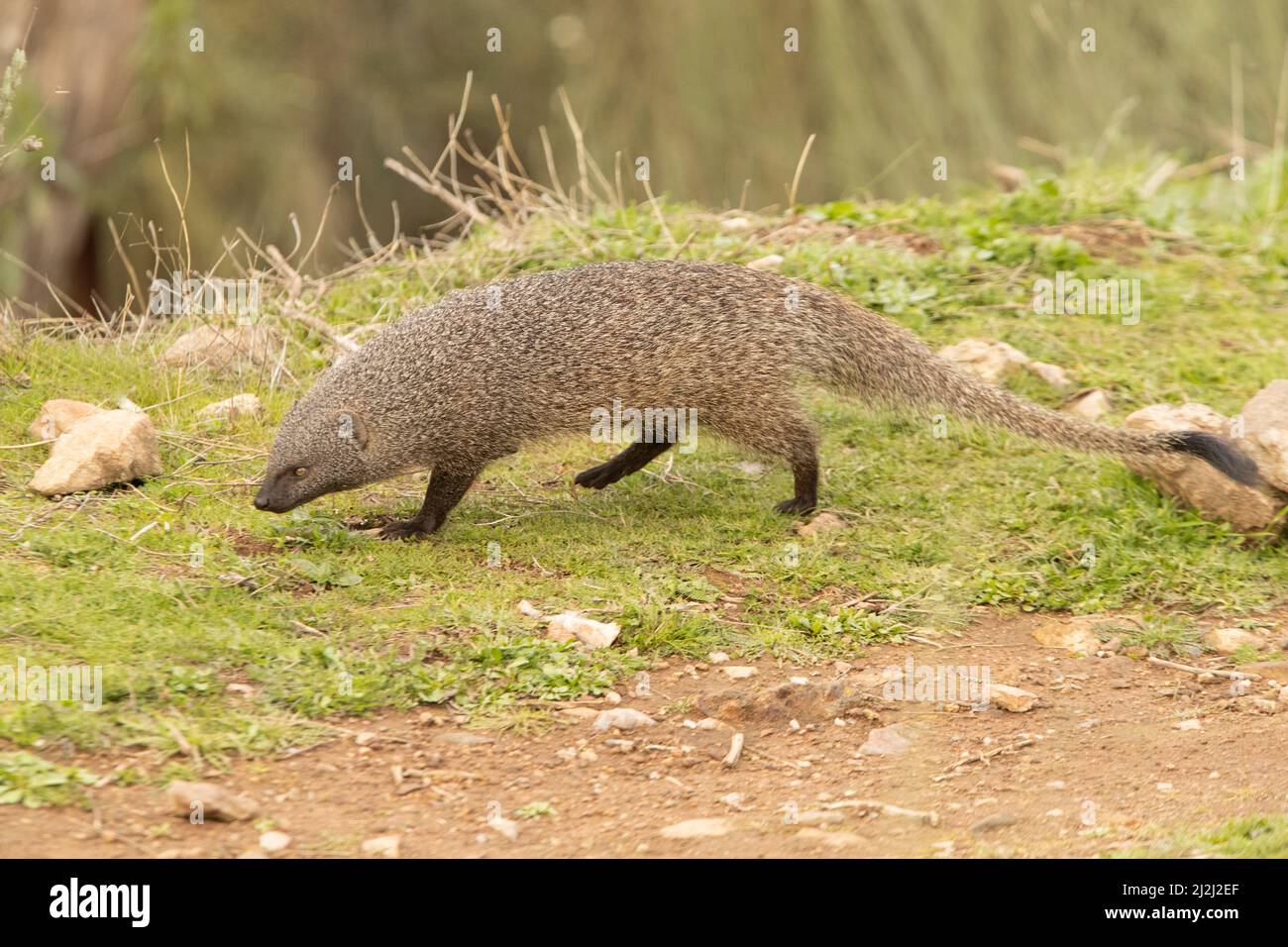 Fauna spain spanish wildlife iberian wildlife hi-res stock photography and  images - Alamy