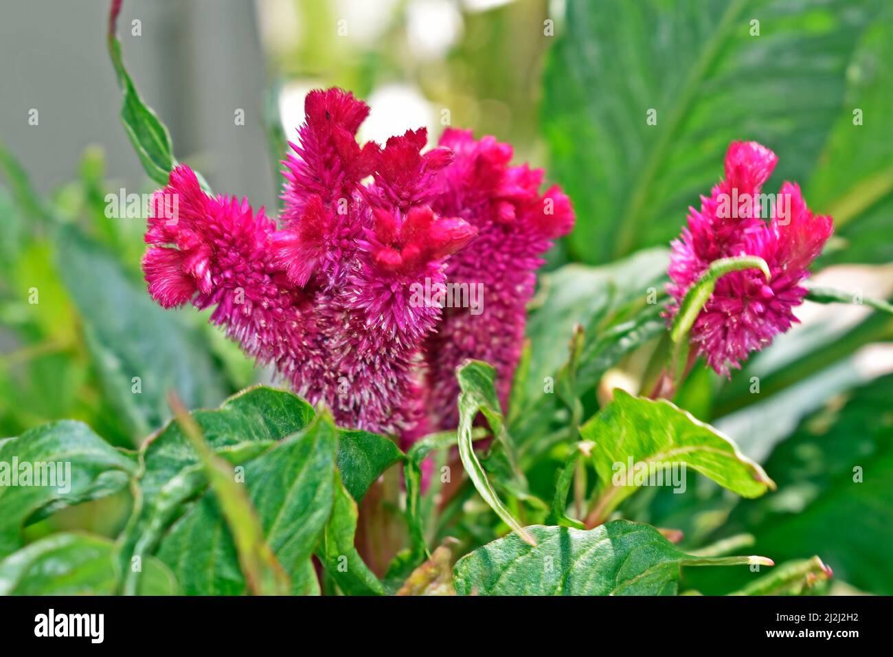 Cockscomb flowers (Celosia argentea var. cristata or Celosia cristata) Stock Photo