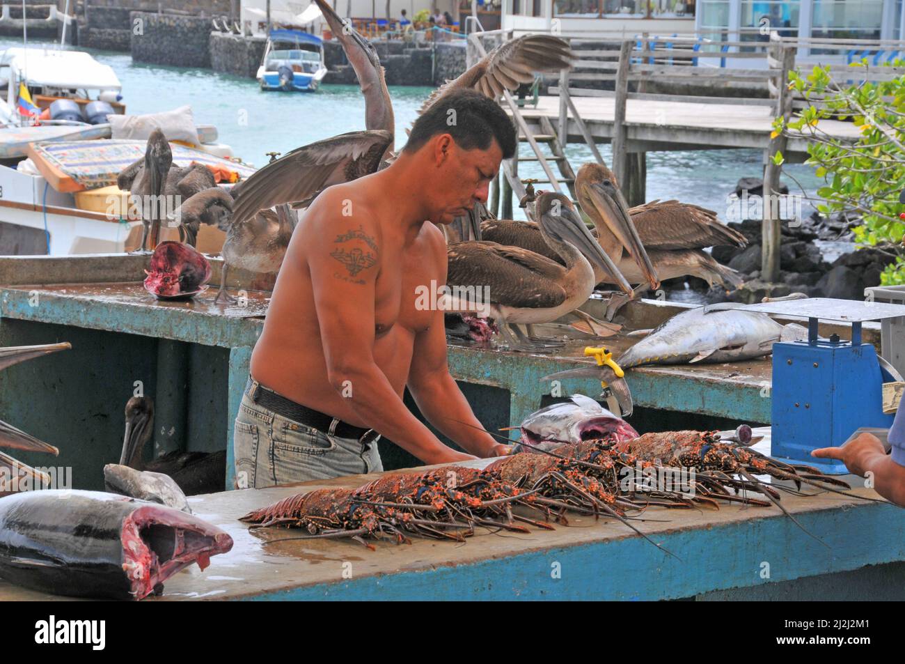 fiskmarket, Puerto Ayora, Santa Cruz island, Galapagos islands, Ecuador Stock Photo