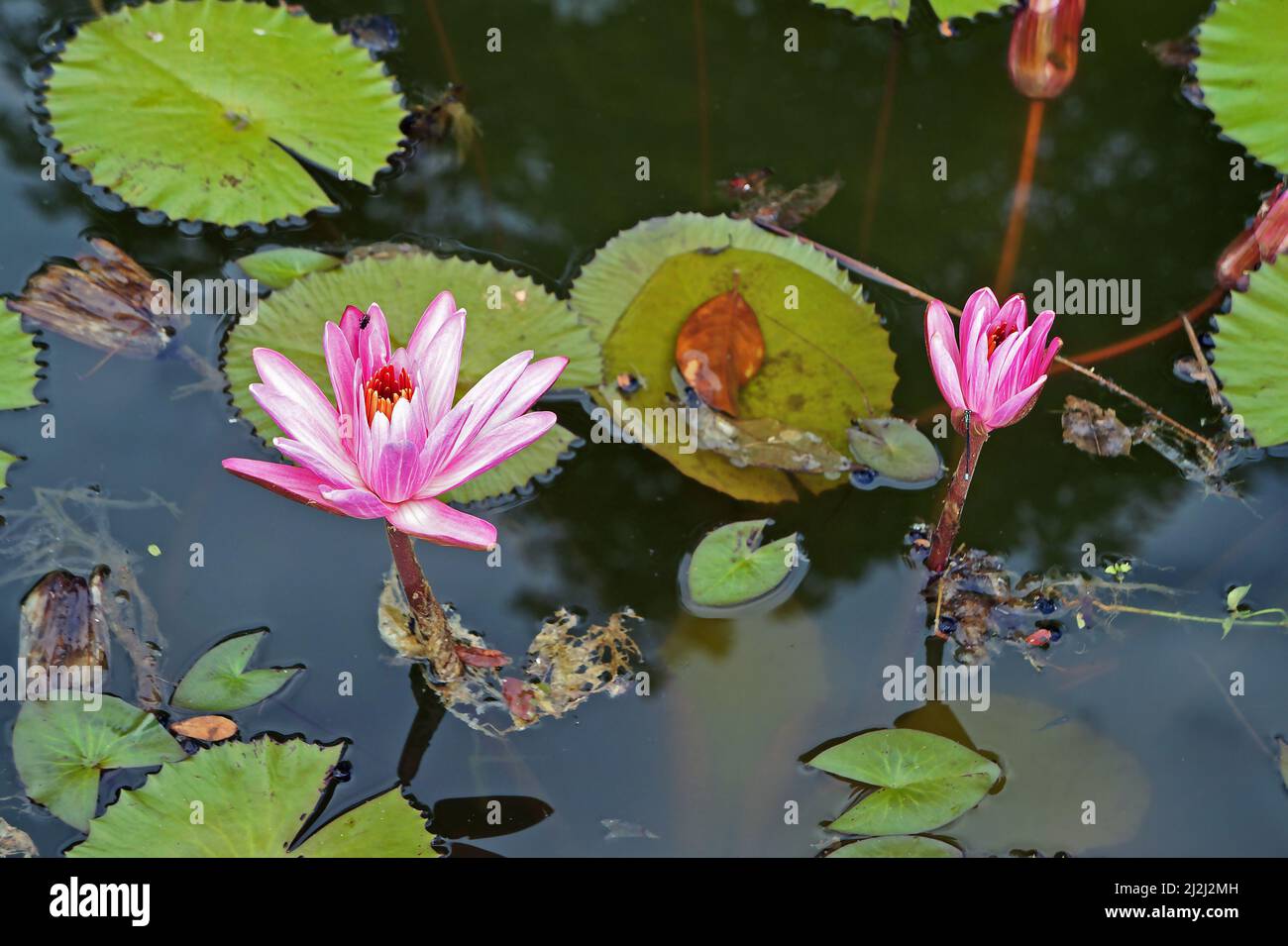 Pink water lilies (Nymphaea pubescens) on lake Stock Photo