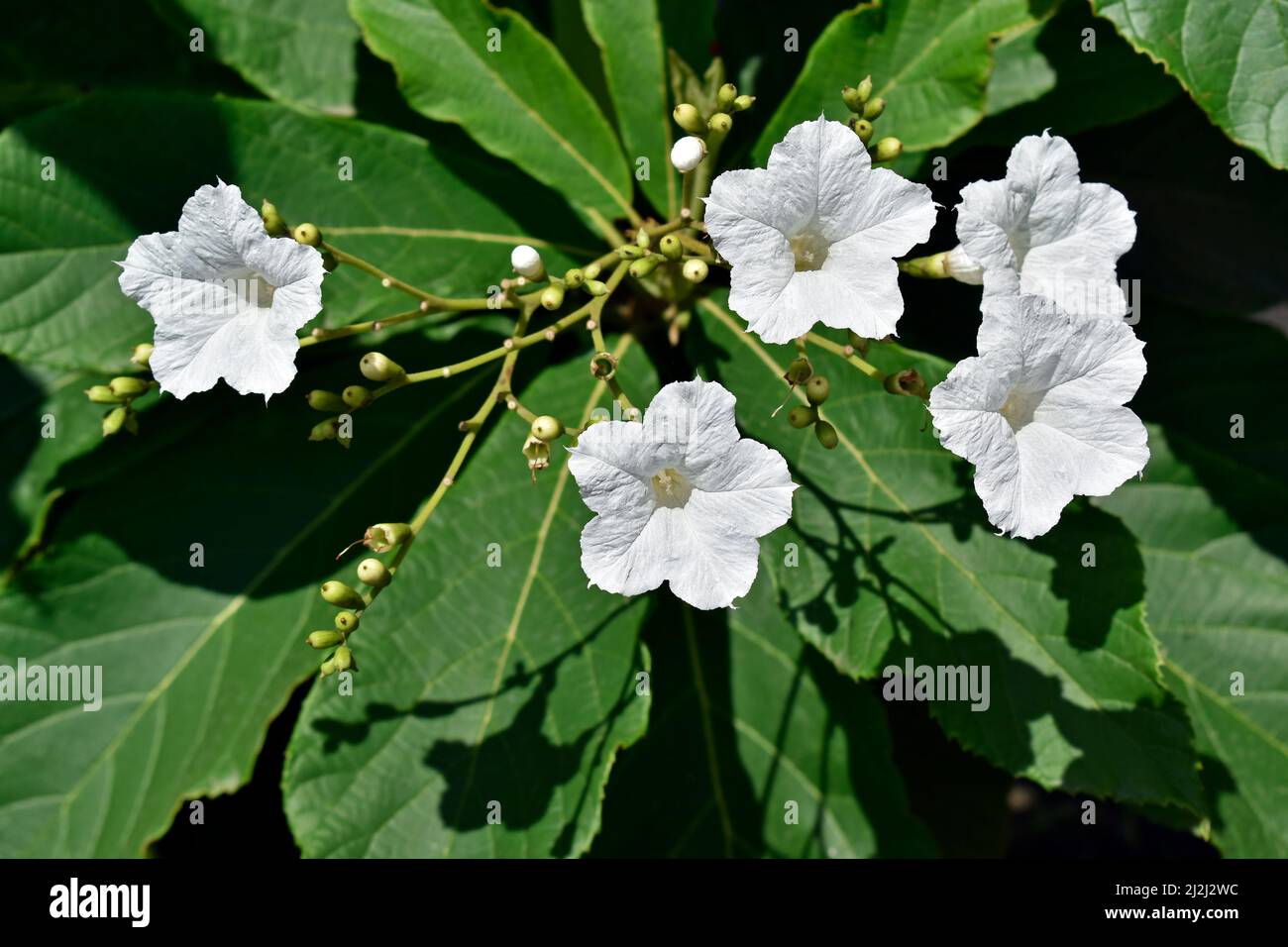 White flowers on tree (Cordia superba) Stock Photo