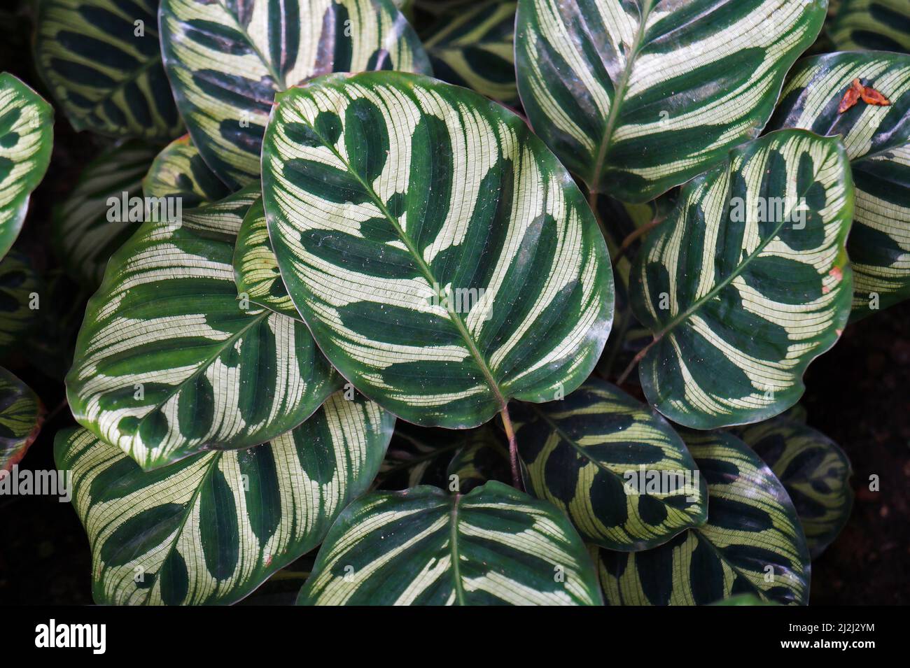 Maranta leaves (Maranta makoyana) on tropical garden Stock Photo