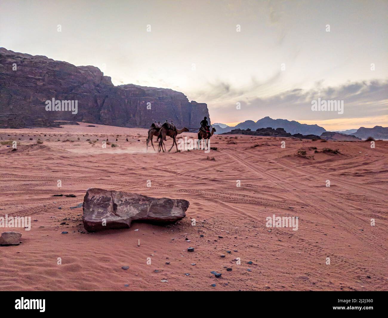 Camels walking on the Wadi Rum desert in Jordan Stock Photo - Alamy