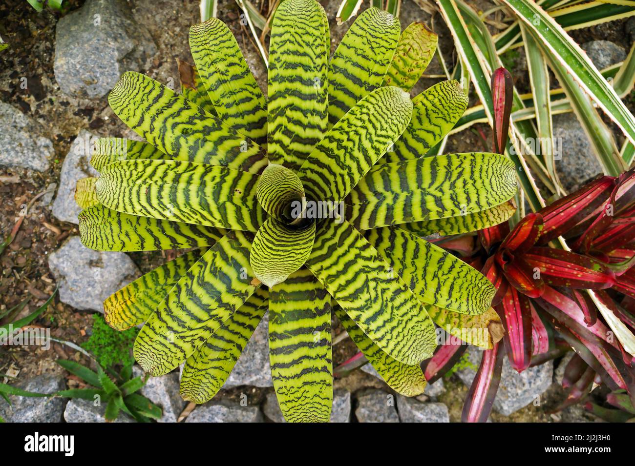 Striped green bromeliad (Vriesea hieroglyphica) on tropical garden Stock Photo