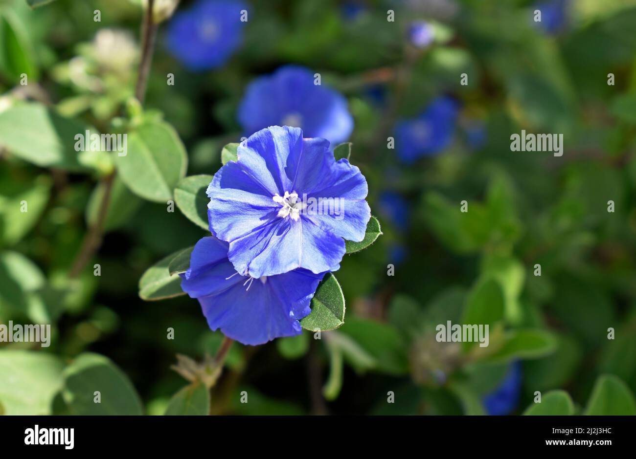 Dwarf morning-glory or Slender dwarf morning-glory flowers (Evolvulus alsinoides) Stock Photo