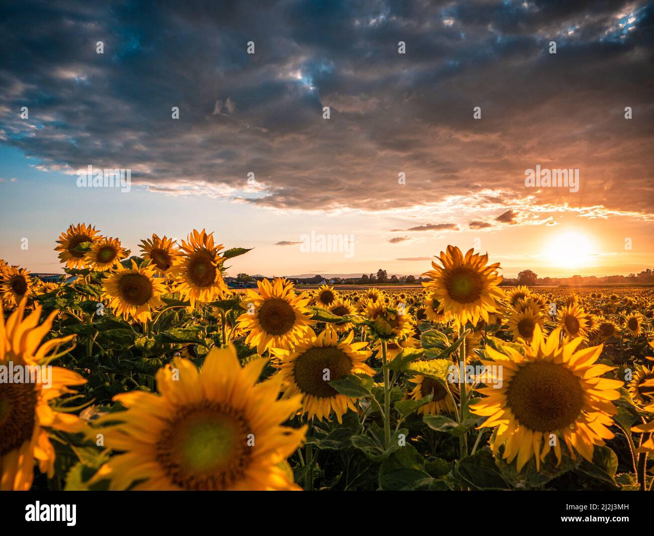 A mesmerizing view of sunflowers field under cloudy sky with sunset ...