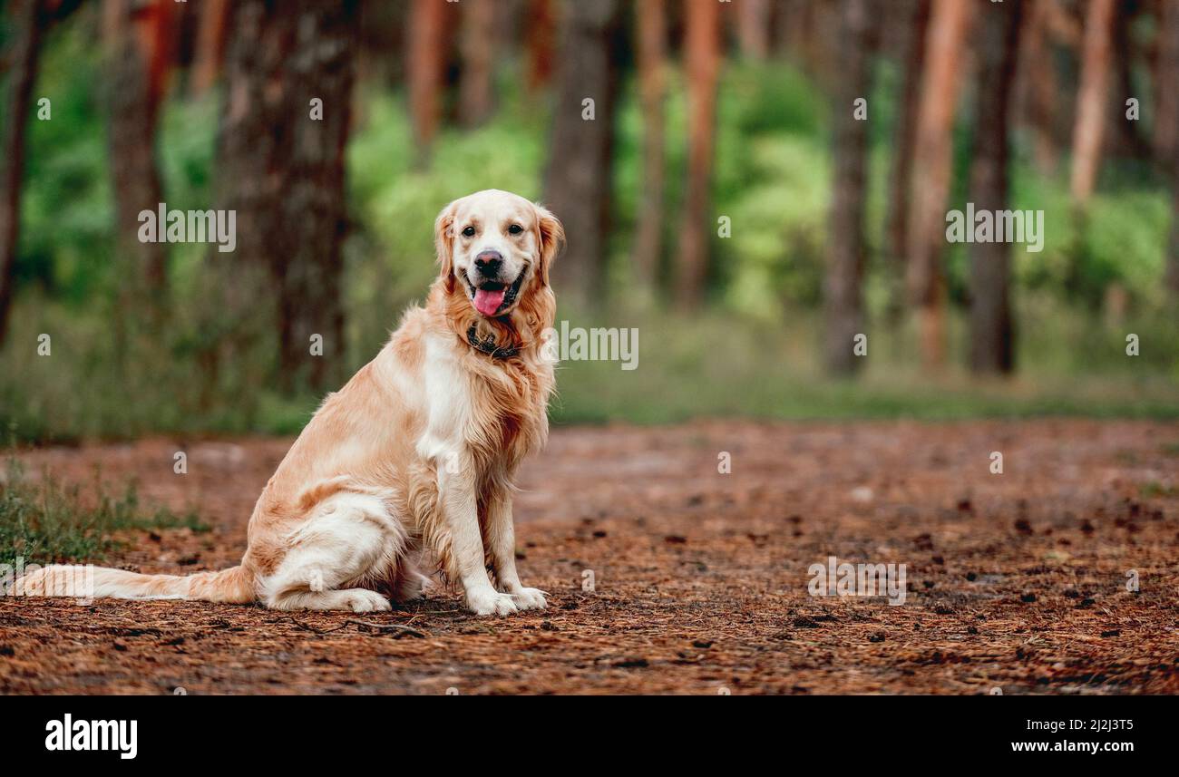 Golden retriever dog in the forest Stock Photo - Alamy