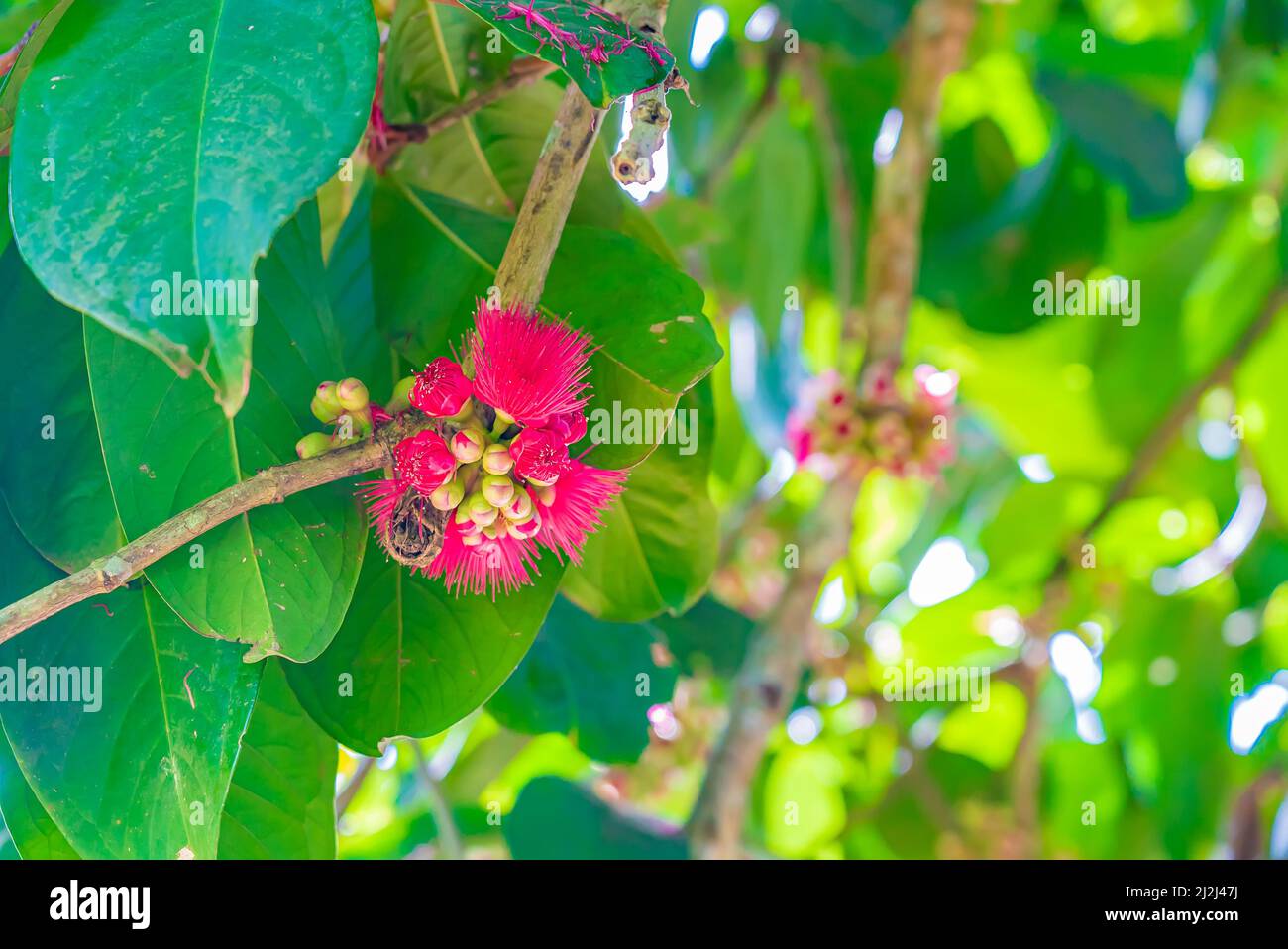 The beautiful deep pink flower of Malay rose apple. Syzygium malaccense. Zanzibar, Tanzania Stock Photo