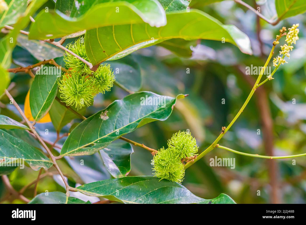 Green rambutan fruits on a tree branch in Zanzibar, Tanzania Stock ...