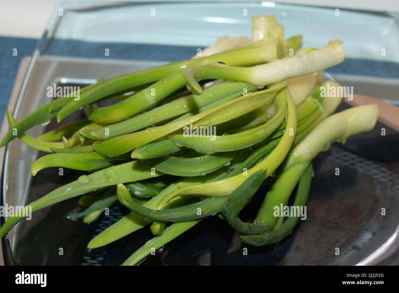 onion sprouts on a blue glass plate Stock Photo