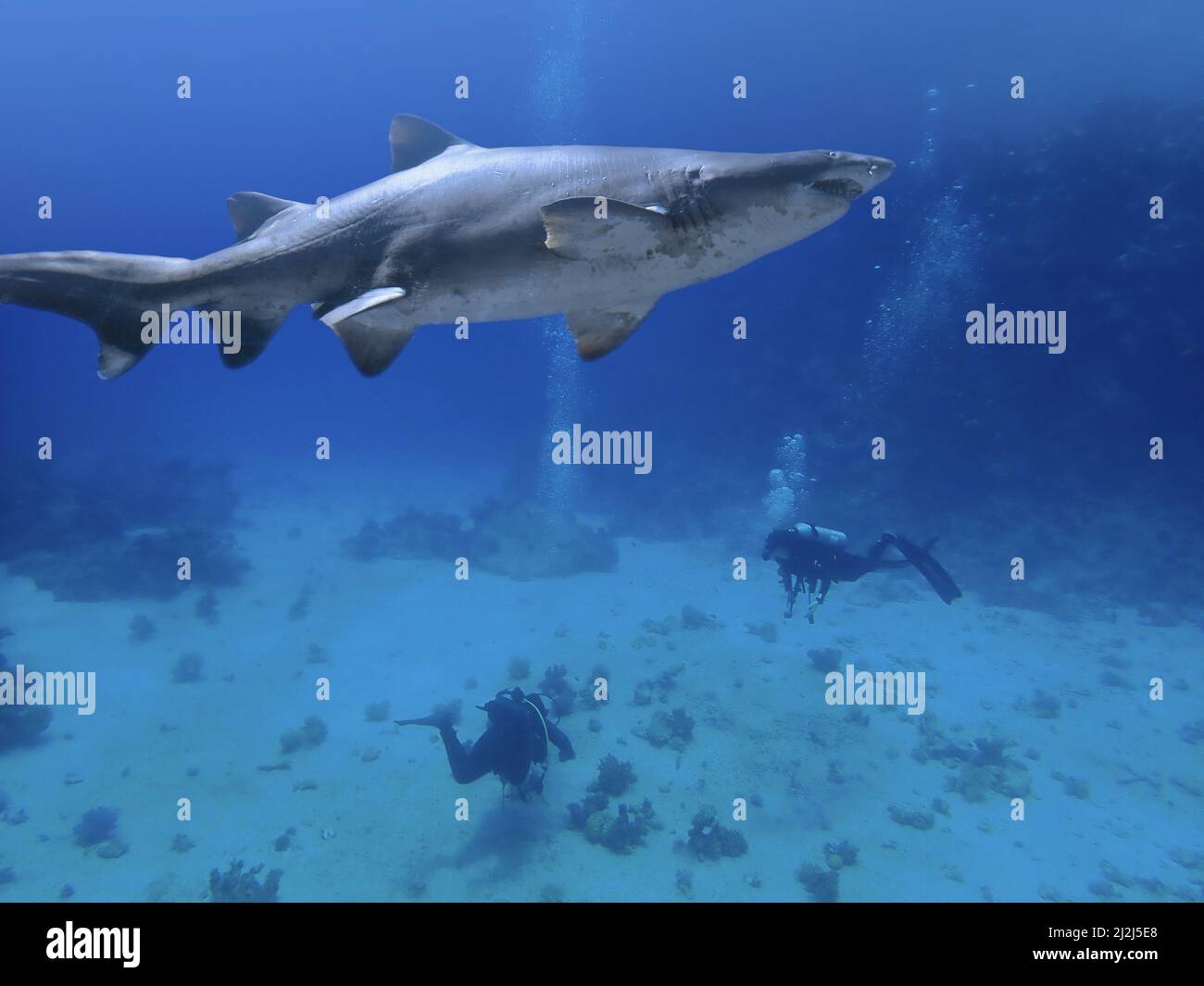 shark and scuba divers Stock Photo