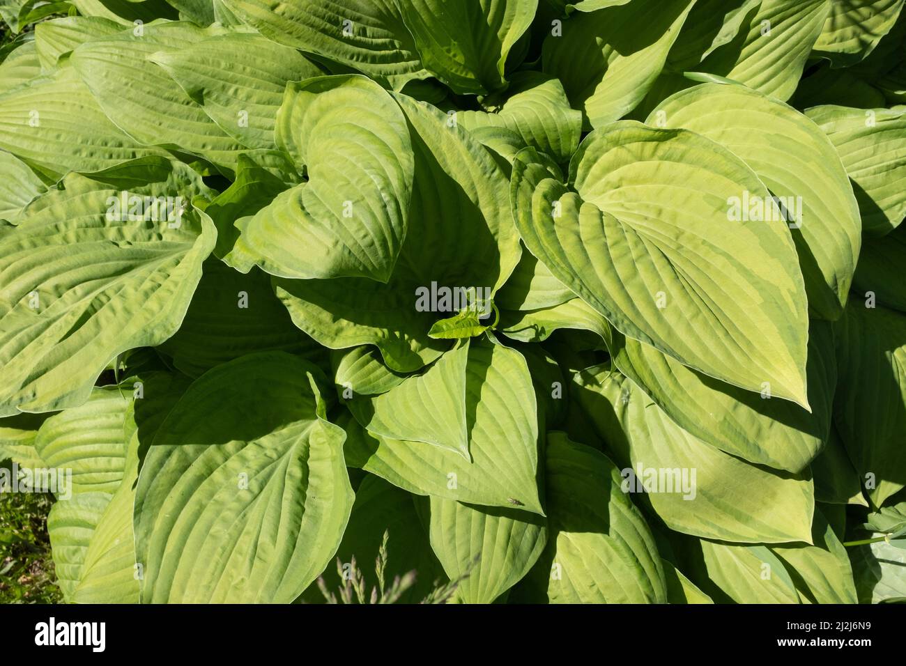 Top view of bright green hosta leaves. Fragrant plantain lily. The  horizontal background of hosta plantaginea bush for branding, calendar,  card Stock Photo - Alamy