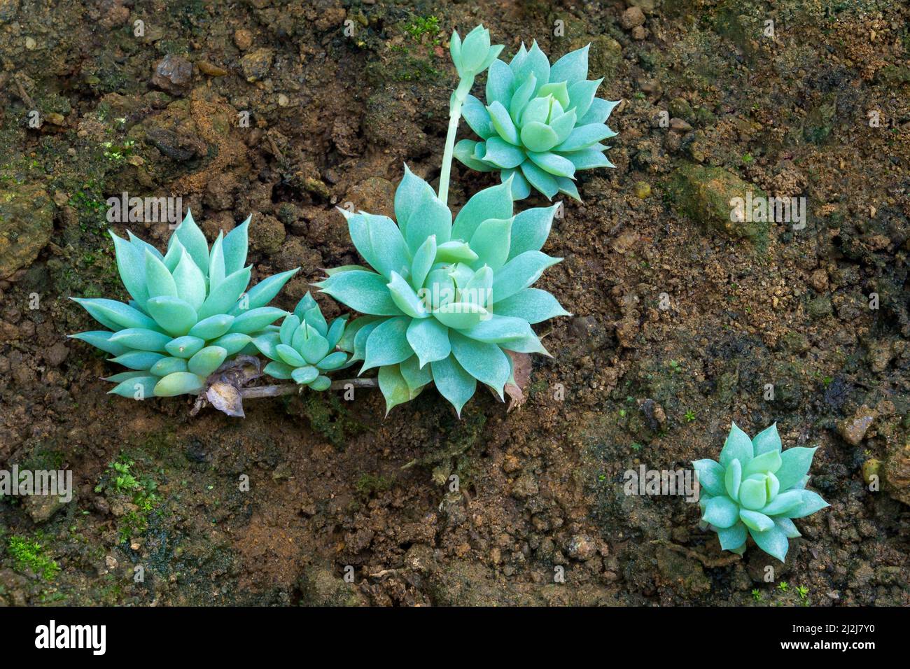 thick, fleshy and outdoor succulent plants, known as