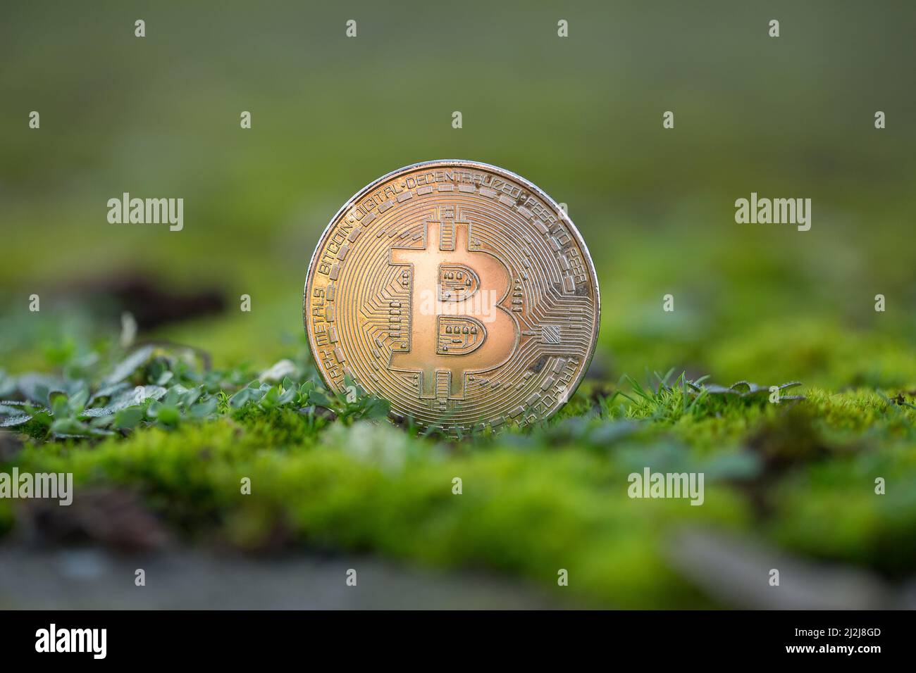 Bitcoin BTC cryptocurrency physical coin placed on the green moss and grass. Macro shot. Framed in the middle of the picture. Stock Photo
