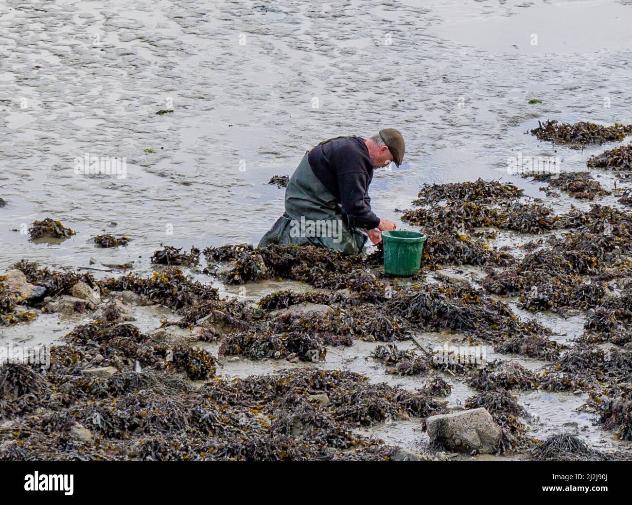 Elderly man foraging on foreshore at low tide for periwinkles Stock Photo