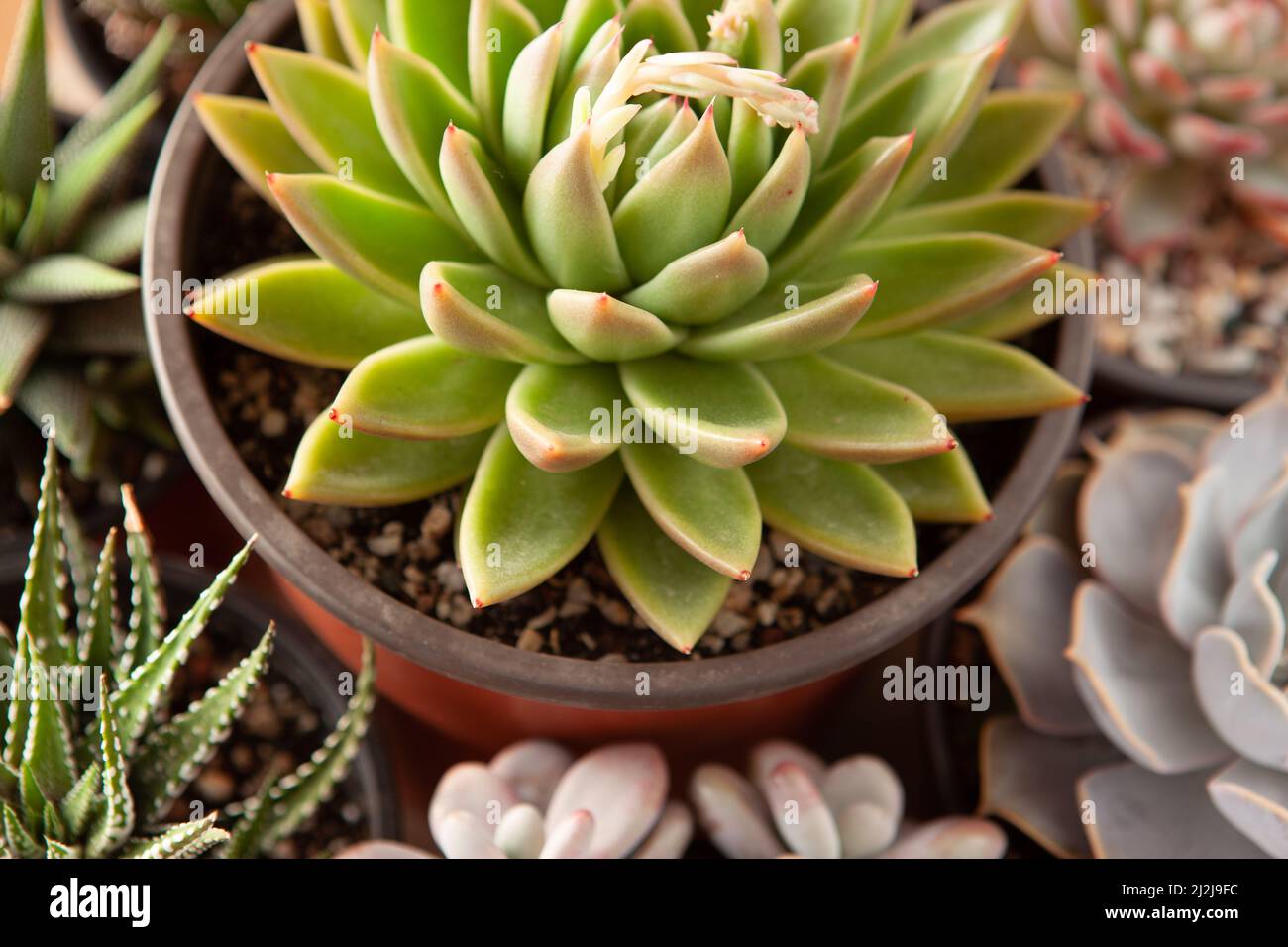 Succulents rosettes in pots, top view. Composition of colorful varieties of echeveria and haworthia plants. Succulent background for post, screensaver Stock Photo